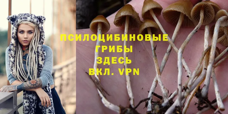 наркошоп  Любим  Псилоцибиновые грибы Psilocybine cubensis 